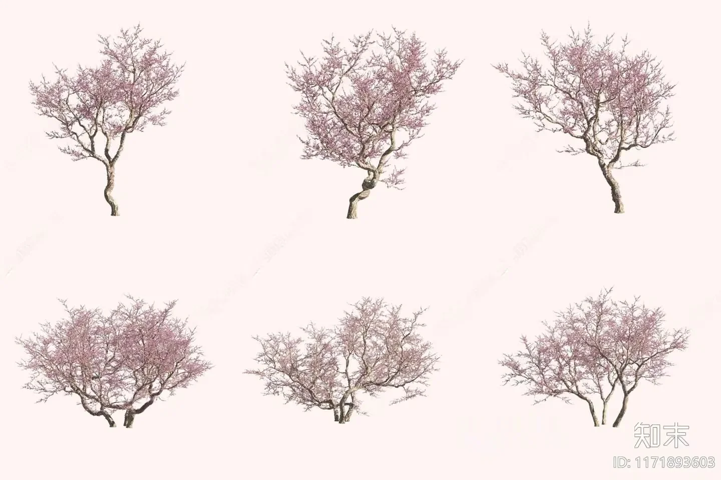 A Tree With Pink Flowers 3D Model – 5650 – VRAY Render