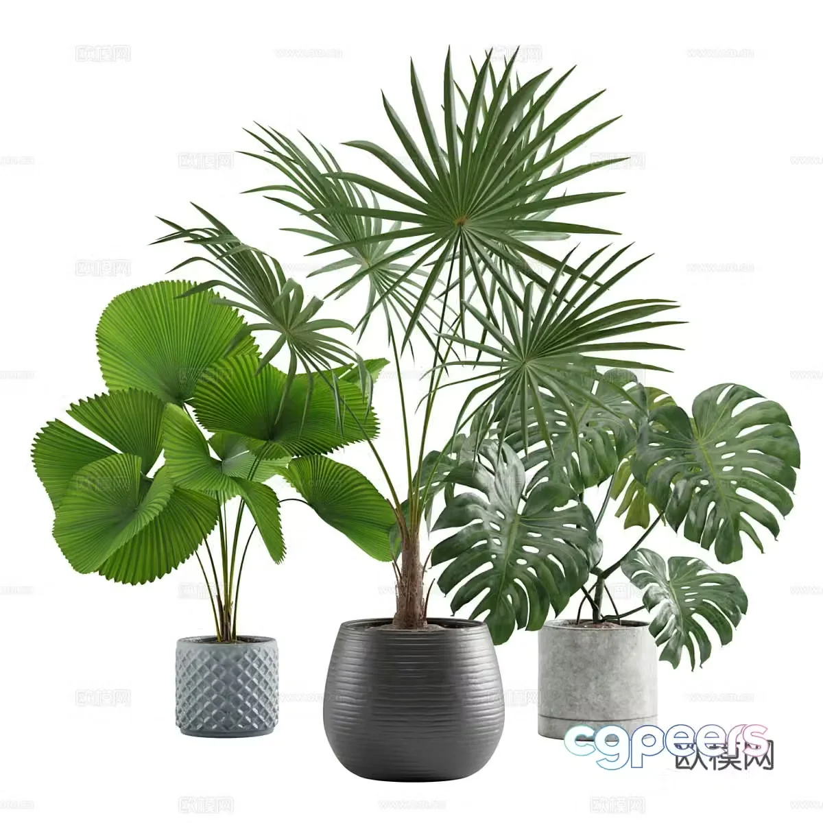 Green plant potted 3d model
