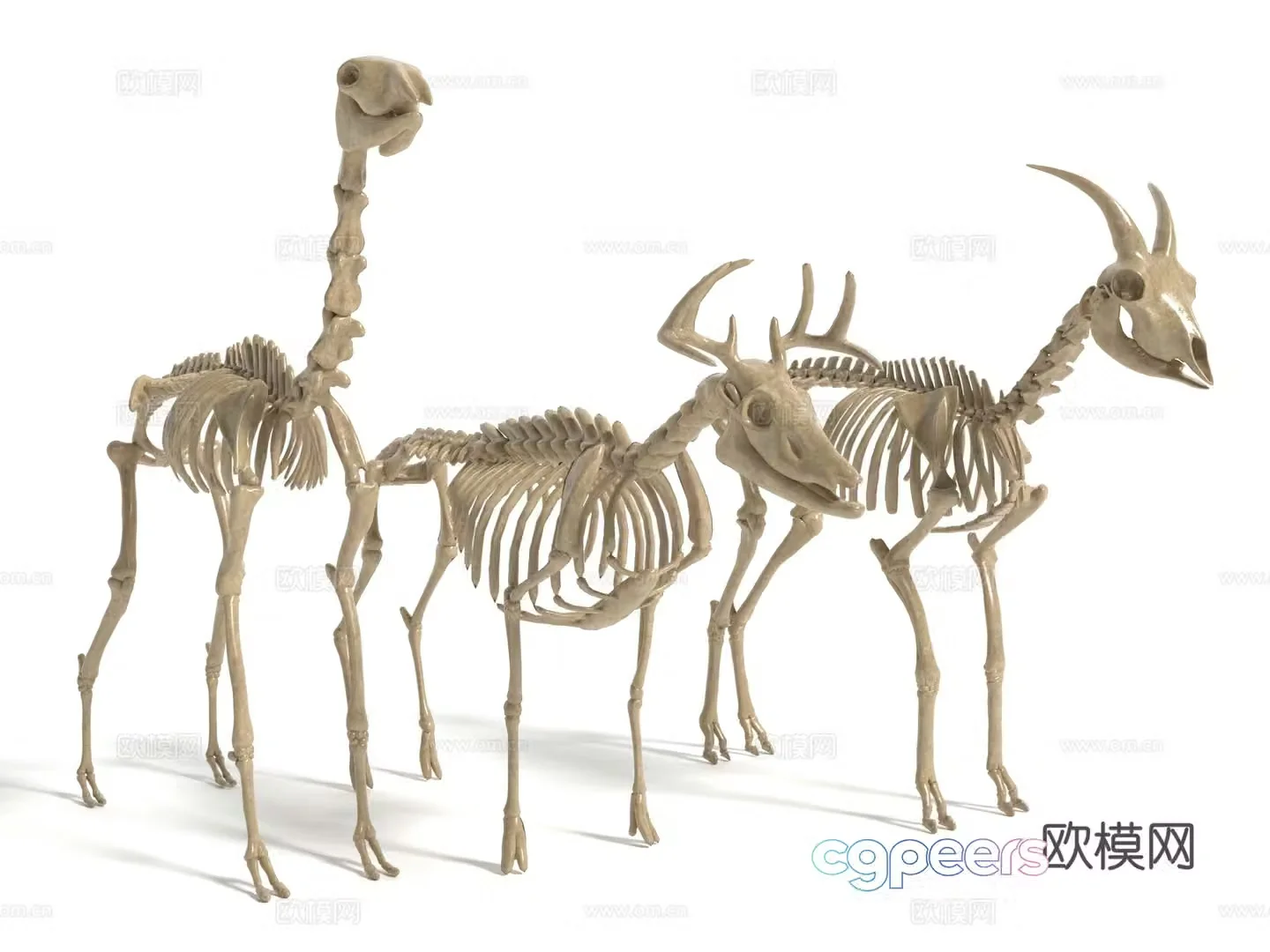 Modern animal skeleton sculpture 3d model