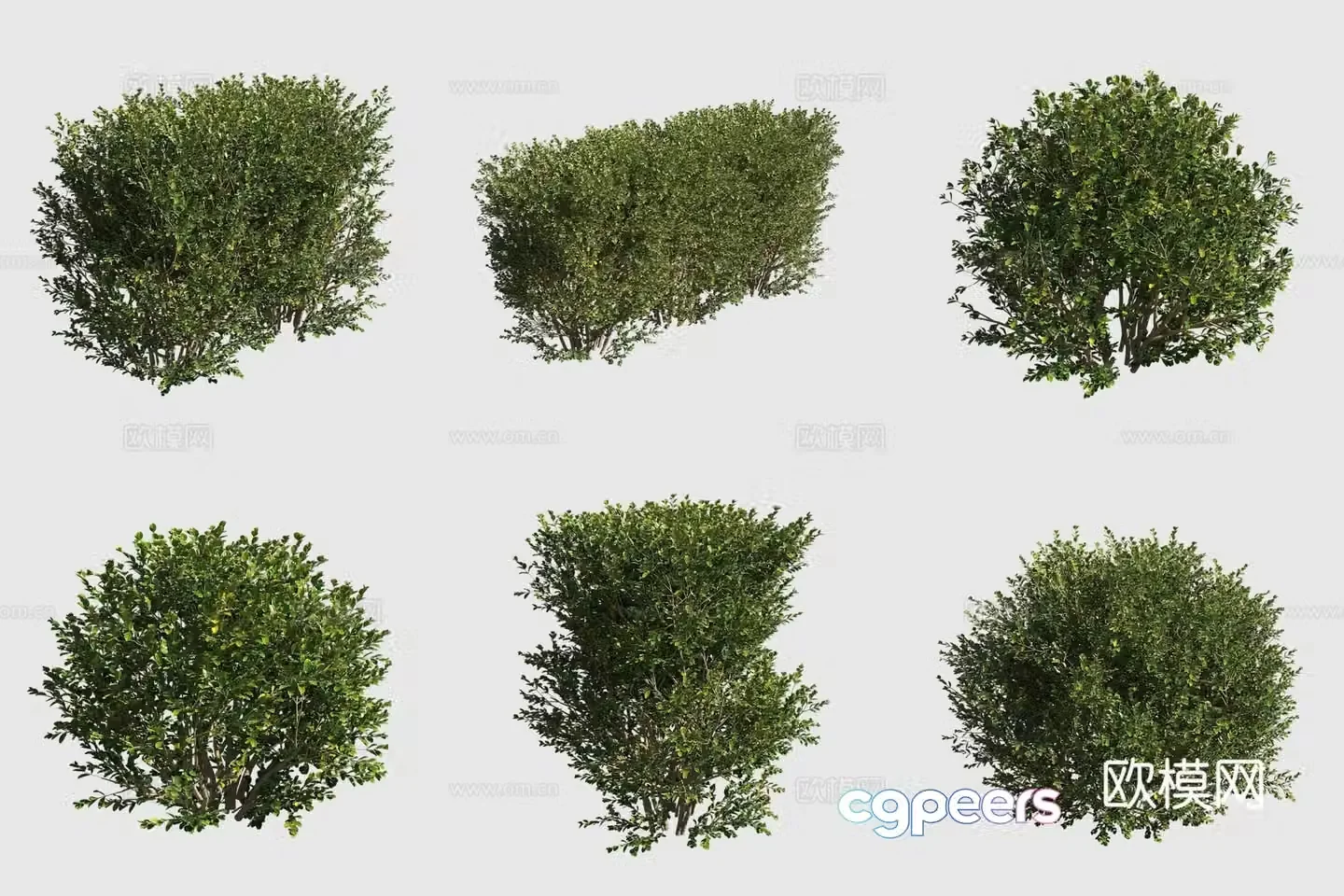3D model of ornamental plant of small-leaf boxwood shrub hedge
