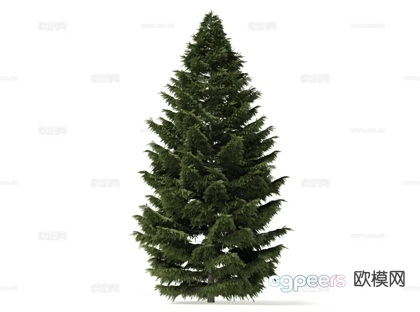 Pine Tree Tree Cypress 3d Model