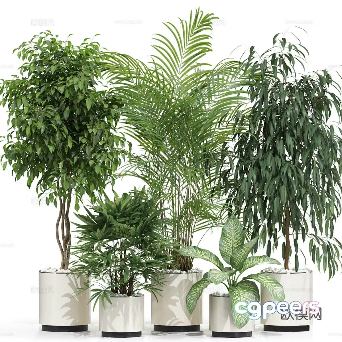 Green plant potted 3D model