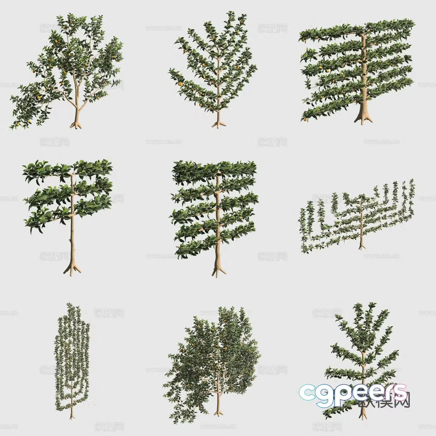 Lemon tree shrub hedge ornamental plant 3d model