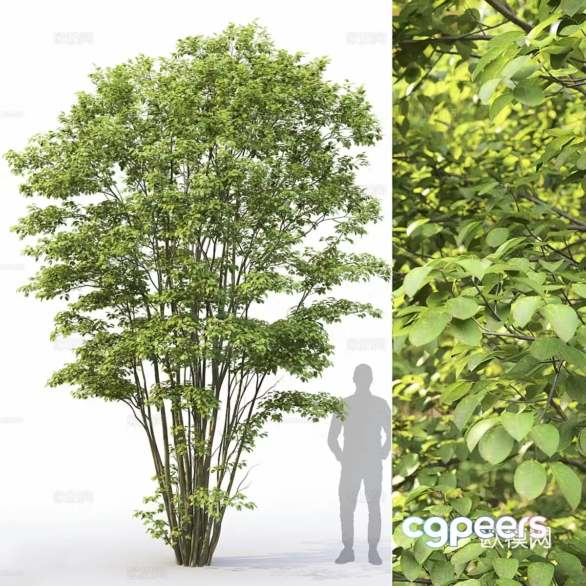 Tree 3D Model