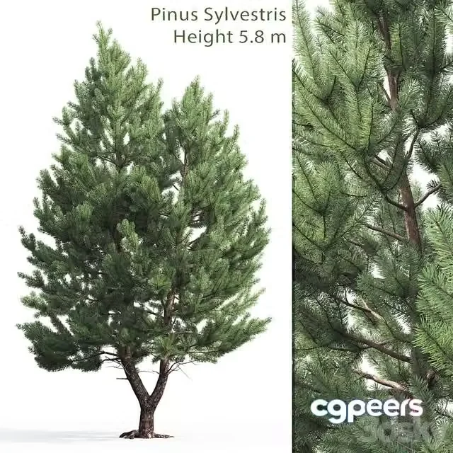 3ds Max Free – Pine 5.8 m high