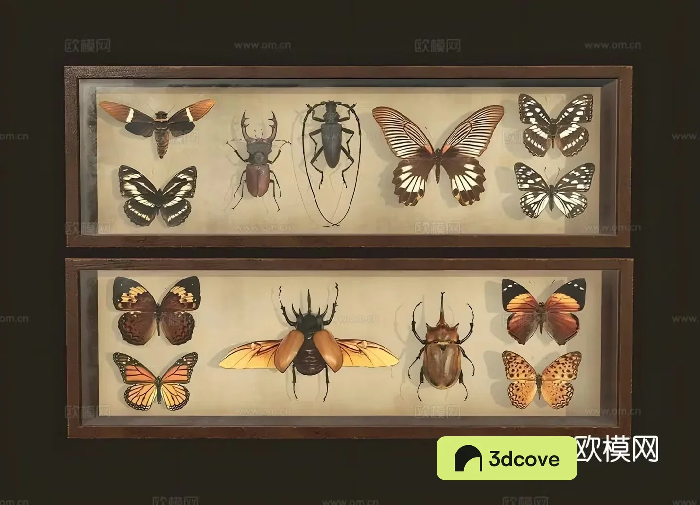 Insect specimens wall decorations hanging decorations