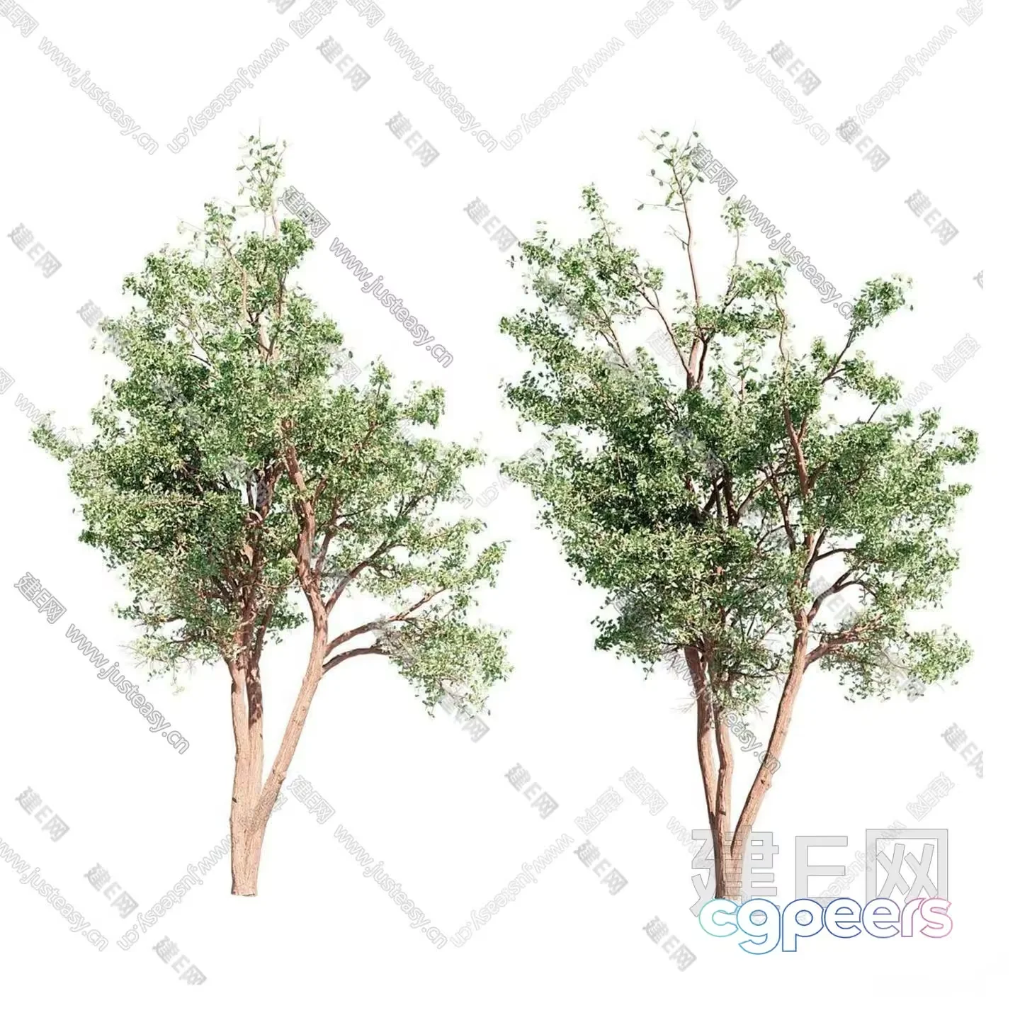 Two Trees 3D Model – 15715 – VRAY Render