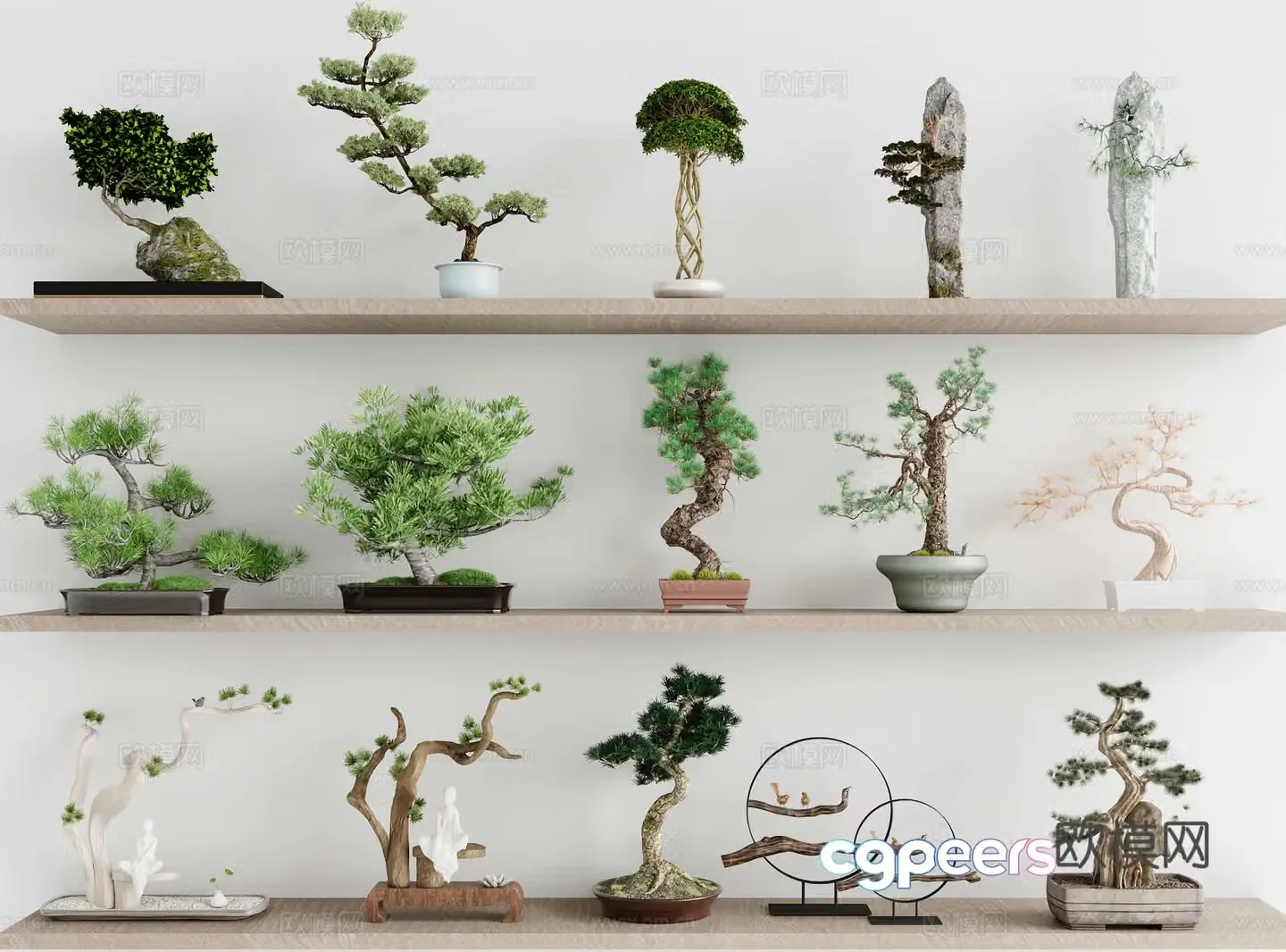 New Chinese style bonsai pine bonsai podocarpus pine and cypress 3D model