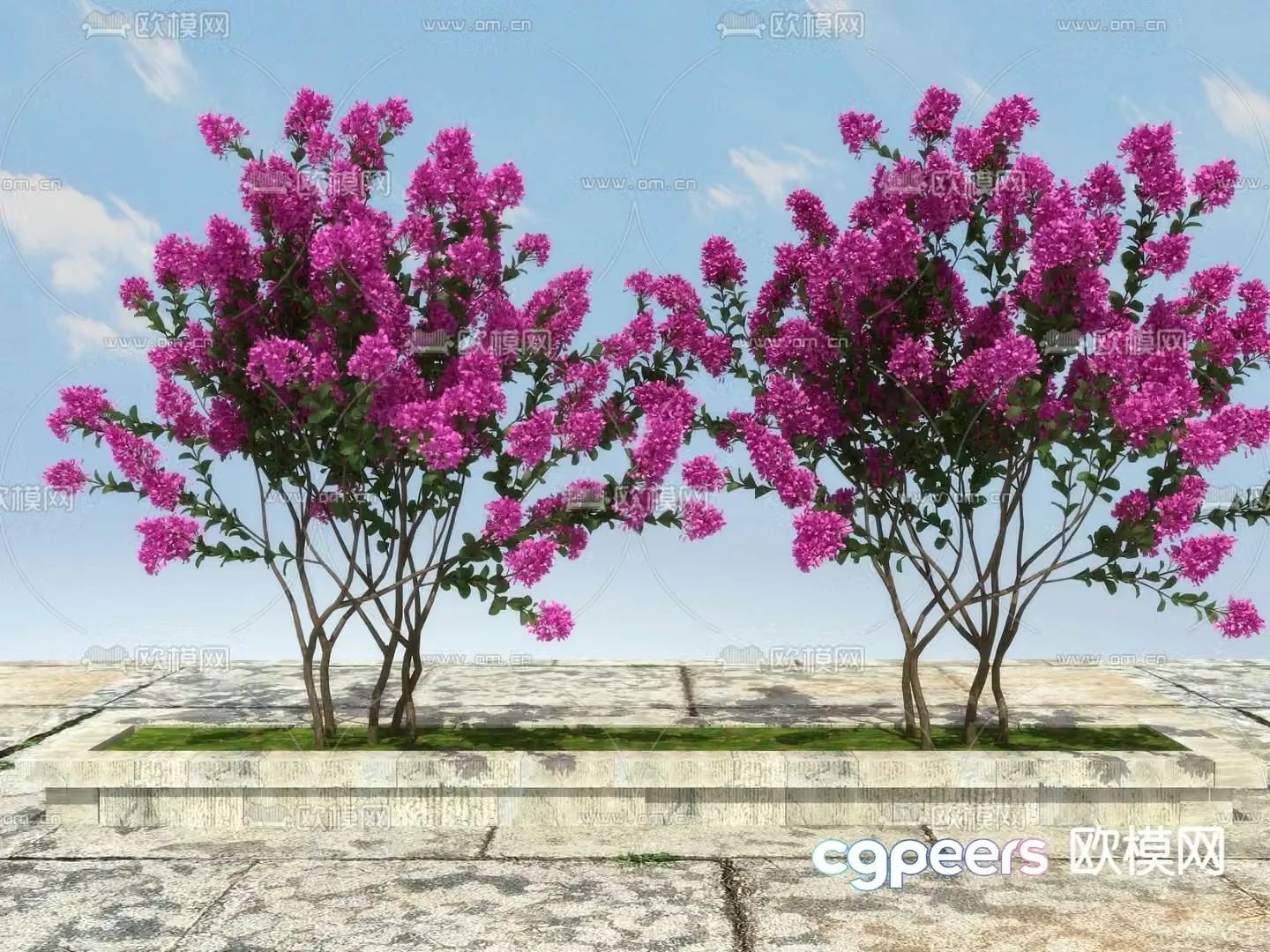 deciduous shrub crape myrtle zinnia 3d model