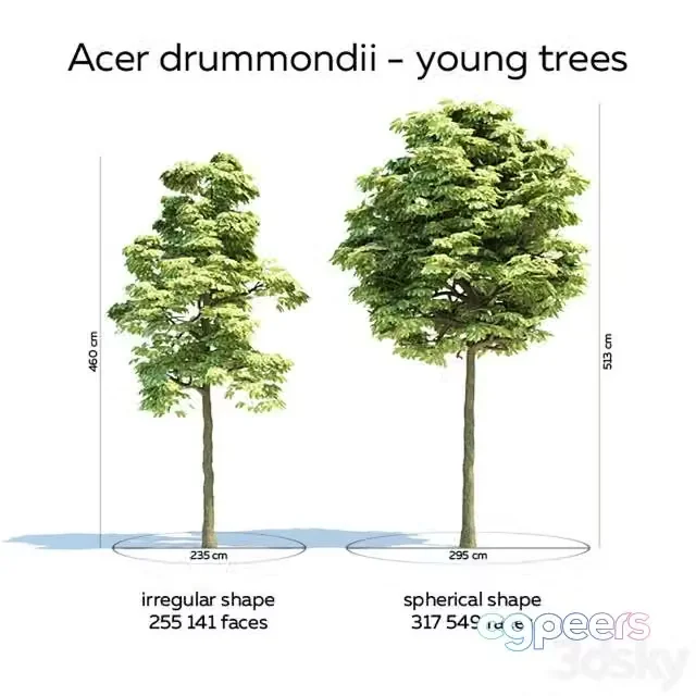 3ds Max Free – Acer drummondii – 6 trees, 3 ages