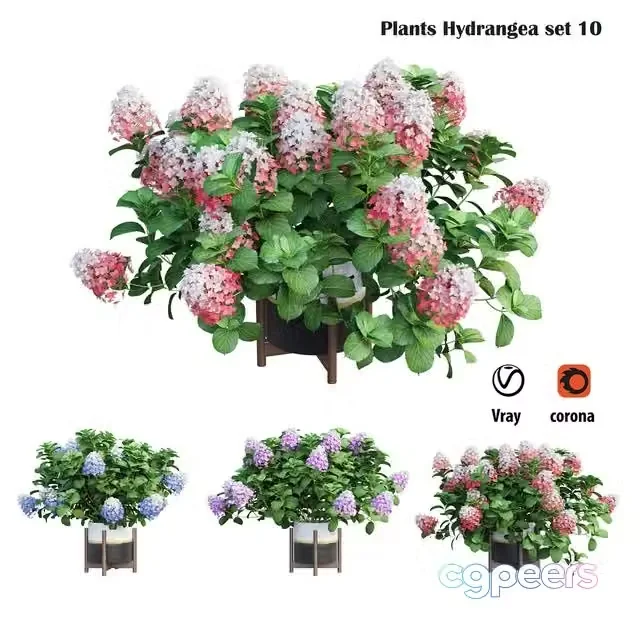 3ds Max Free – Plants Hydrangea set 10