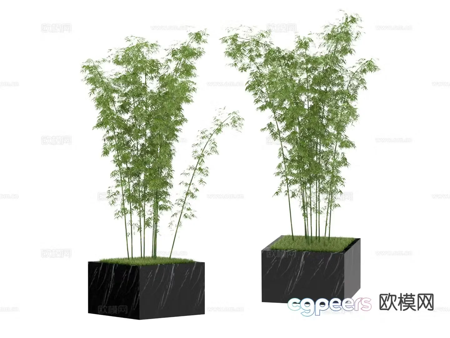 Plant bamboo 3d model