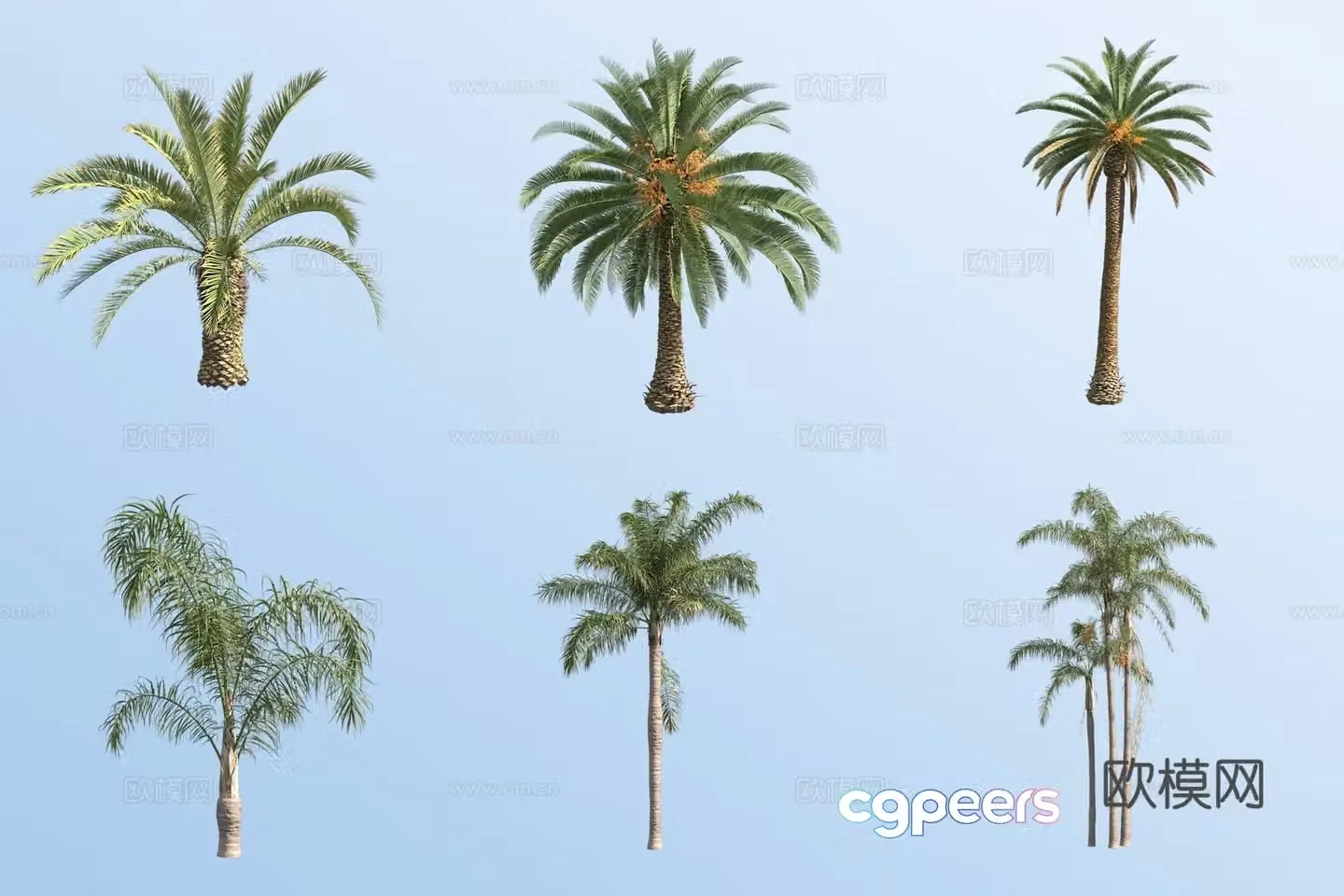 canadian date palm golden wasabi shrub tropical tree 3d model
