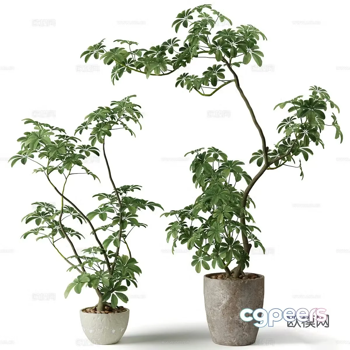 Modern potted plants green plants bonsai 3d model