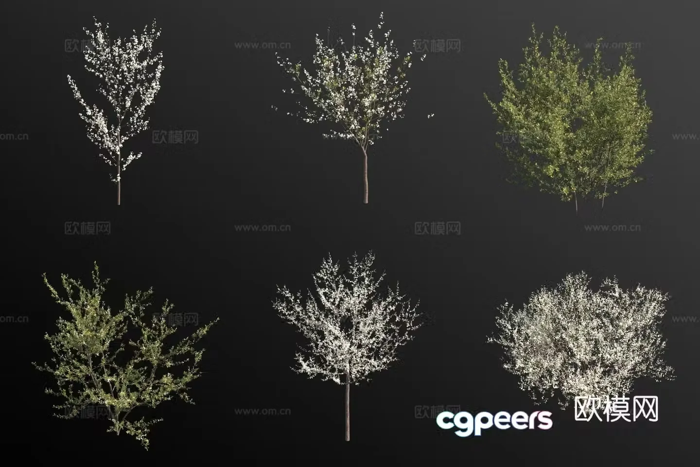 blackthorn shrub flower tree 3d model