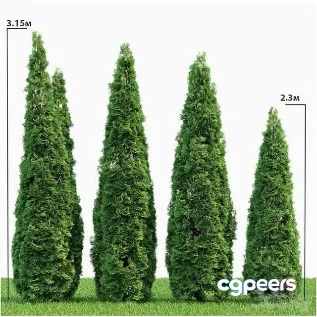 3ds Max Free – Thuja Smaragd 02