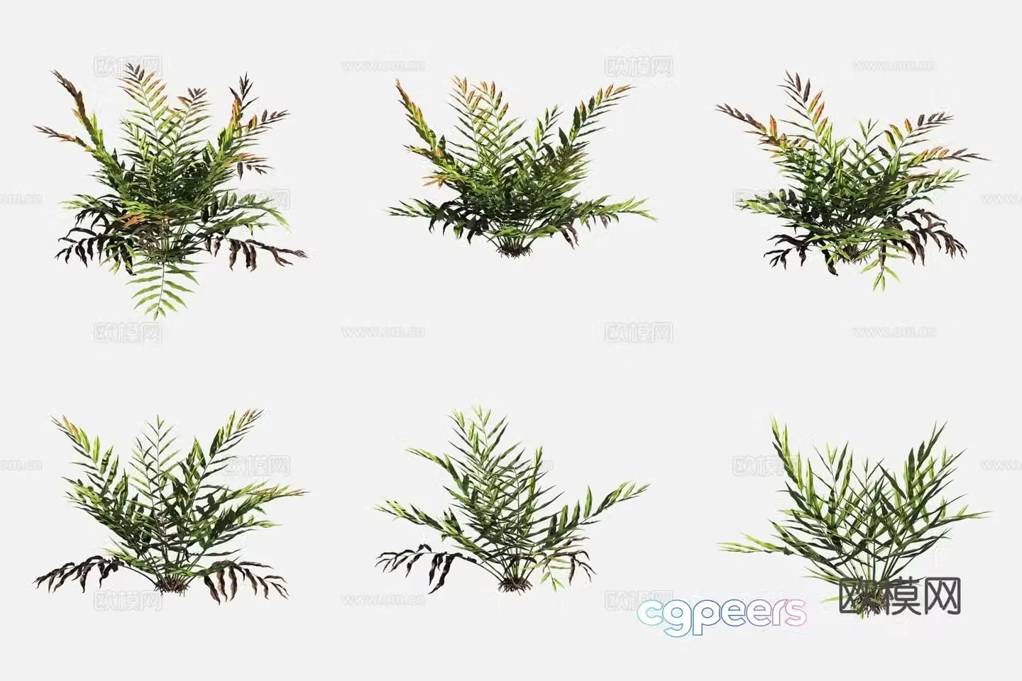 Golden Fern Golden Halogen Wheatland Plant 3D Model