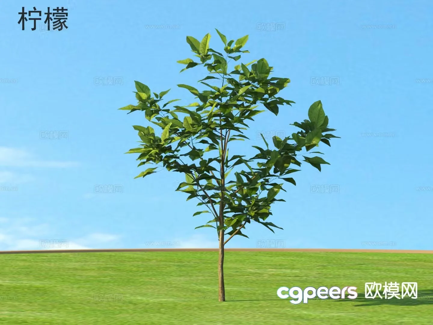 Lemon Small Tree Seedling 3d Model