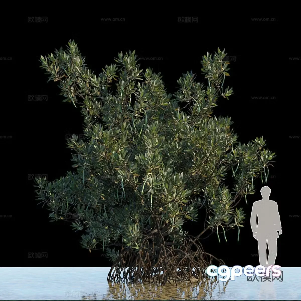 Aquatic plants 3D model