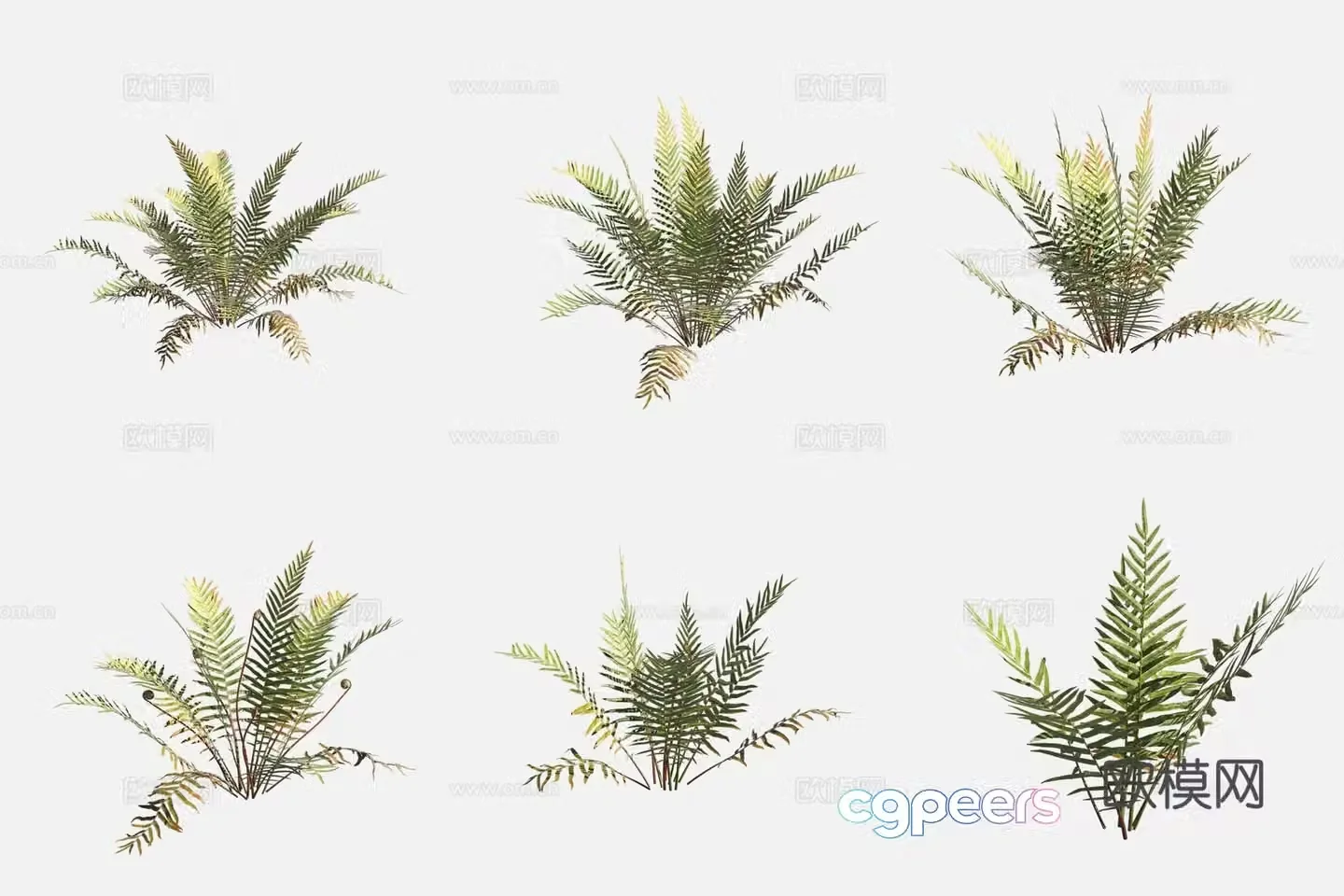 Indian swamp umur wool wool plants 3d model