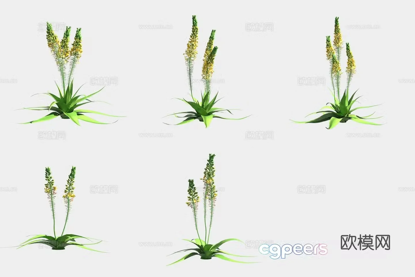 Wide leaf babe grass flower and grass 3d model