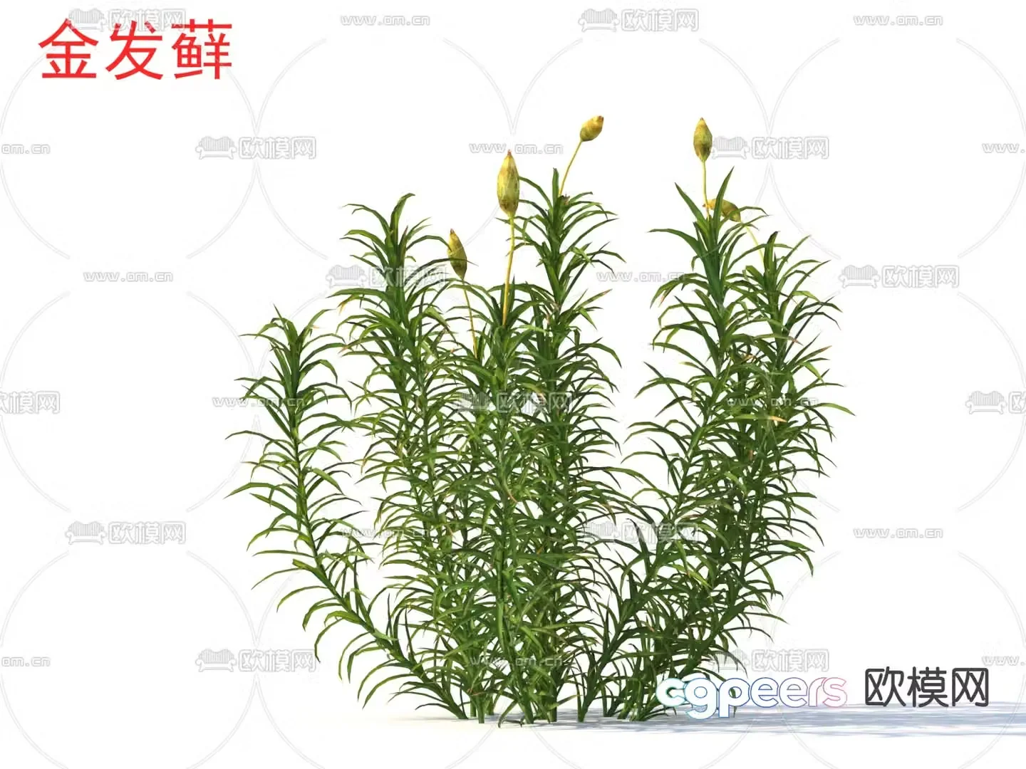 Blonde moss flowers plants shrubs 3d model