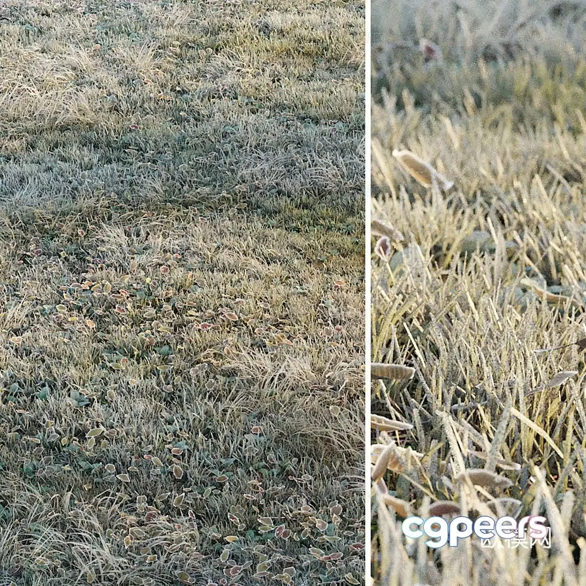 Frost grass 3d model