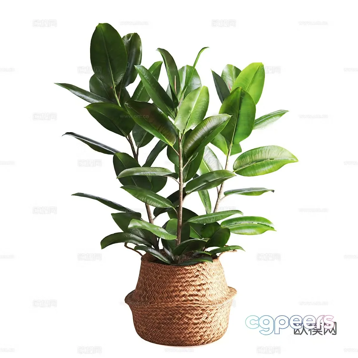 New Chinese indoor banyan tree bonsai 3D model