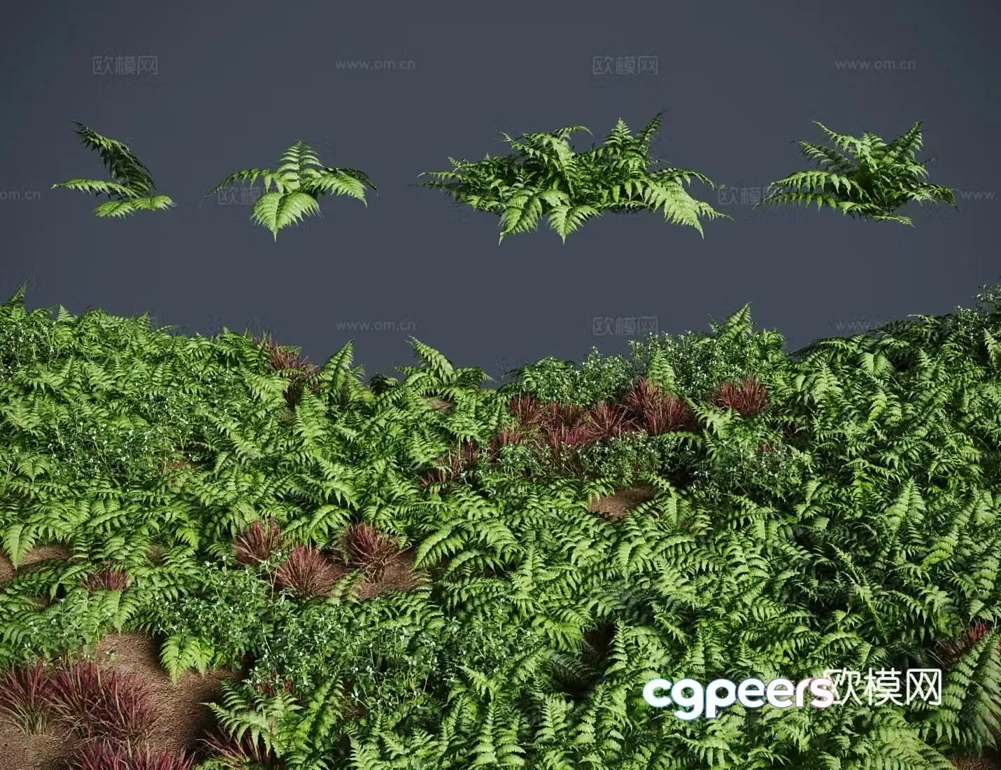 Venus fern grass shrub 3d model