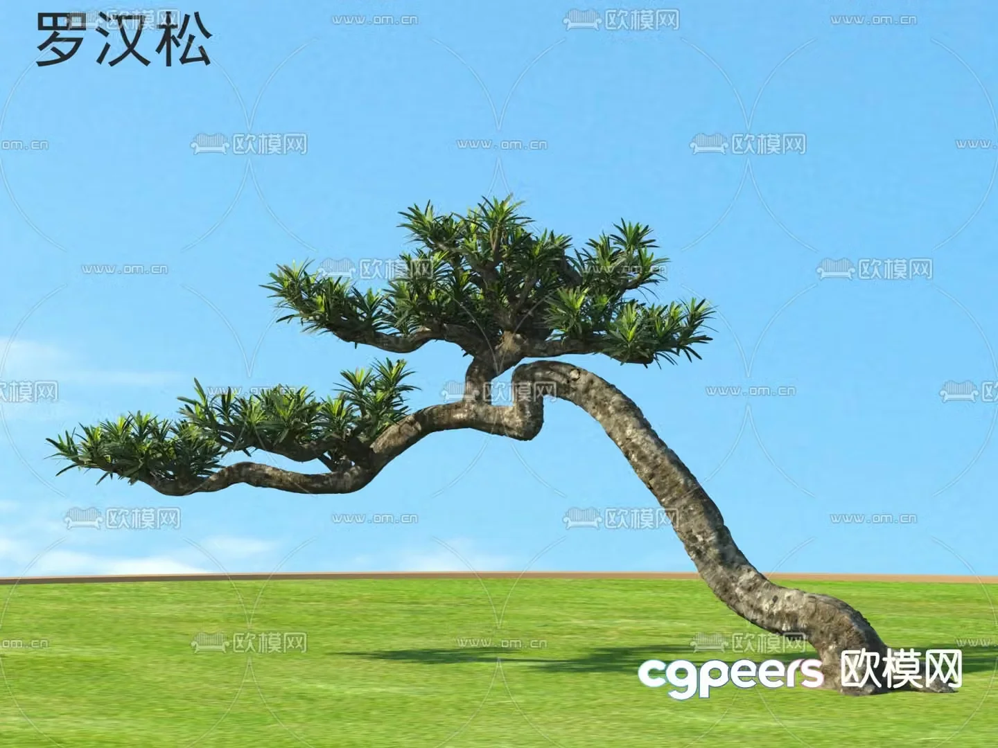 Populus Arhat Small Tree Tree Pine Tree 3D Model