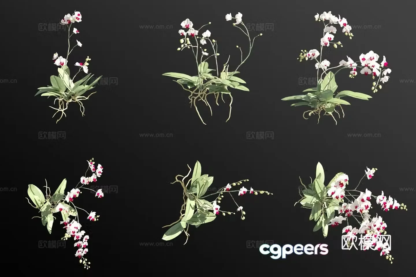 White Phalaenopsis Flowers and Plants 3D Model