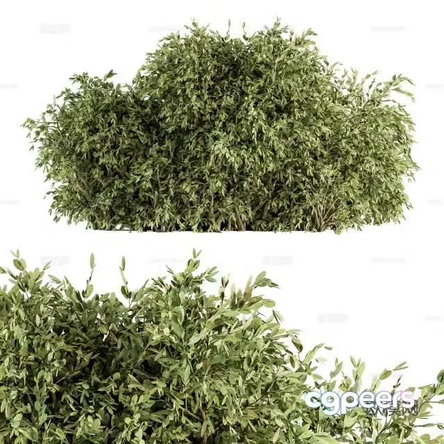 3d model of bushes