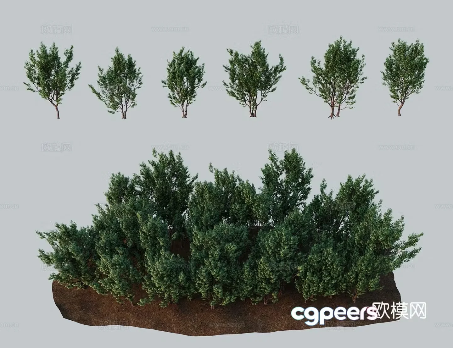 Modern landscape tree corded maple feather fan maple hedge 3D model