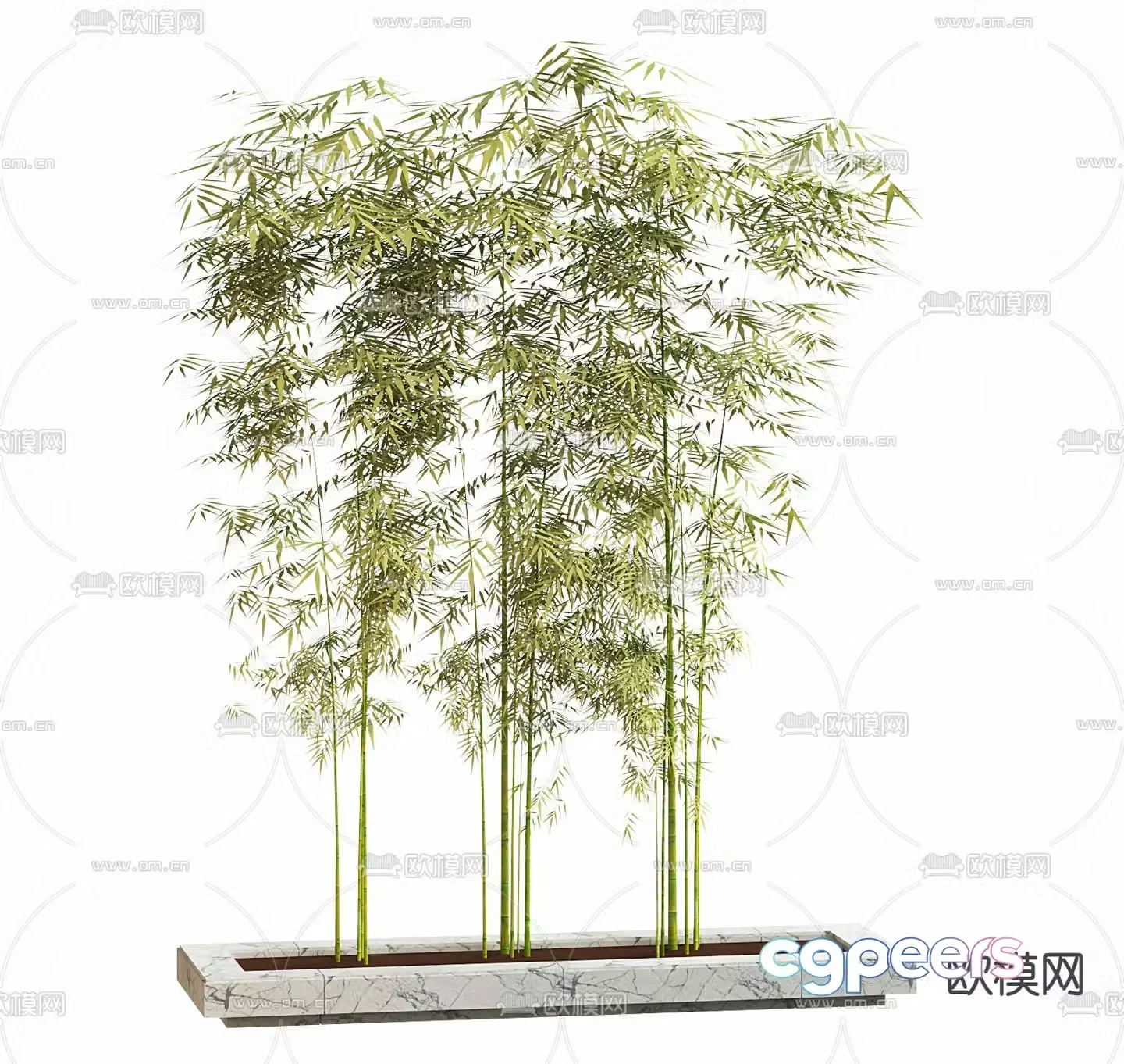 Bamboo potted 3d model
