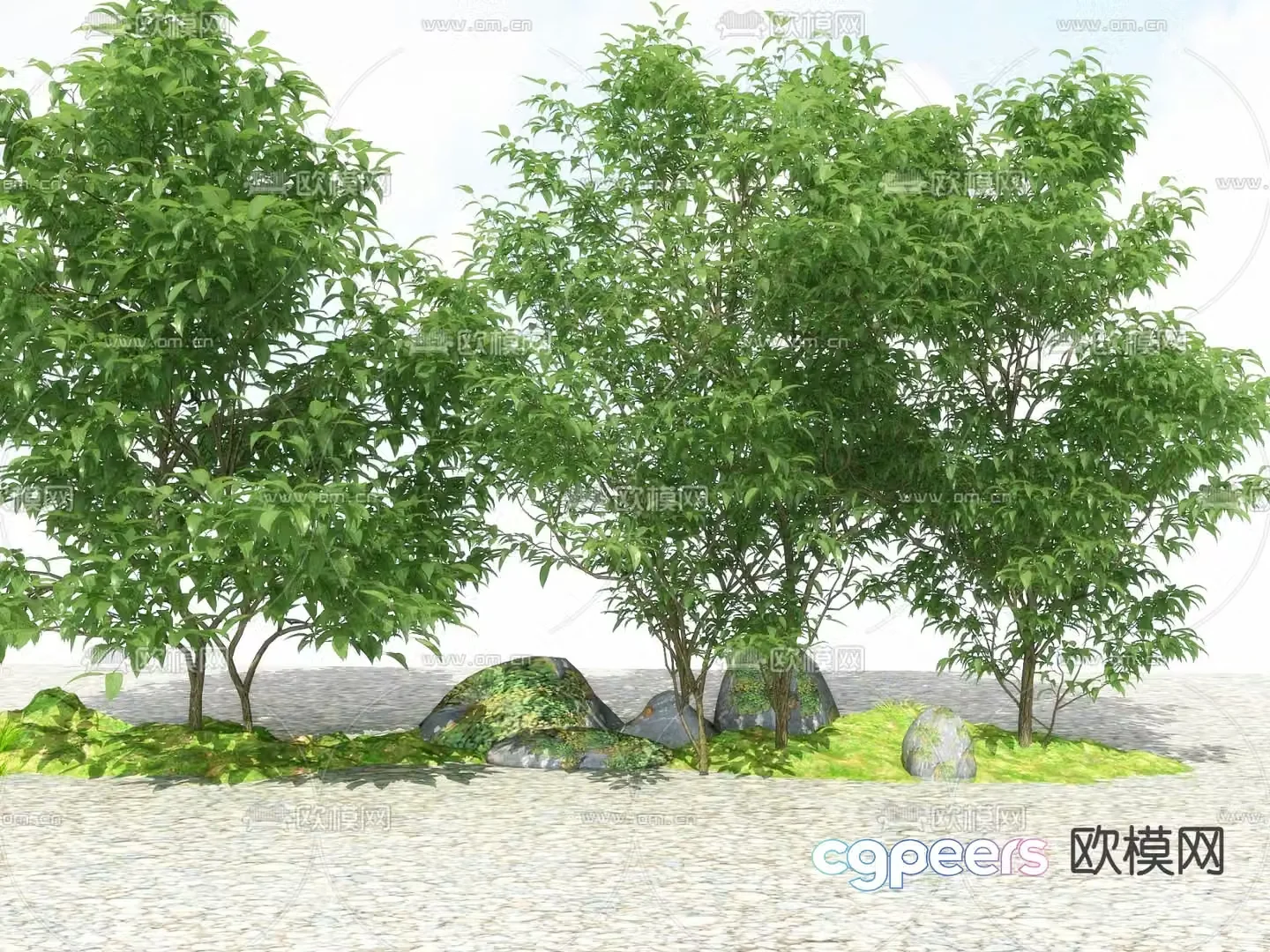 Big tree Landscape tree Street tree 3d model