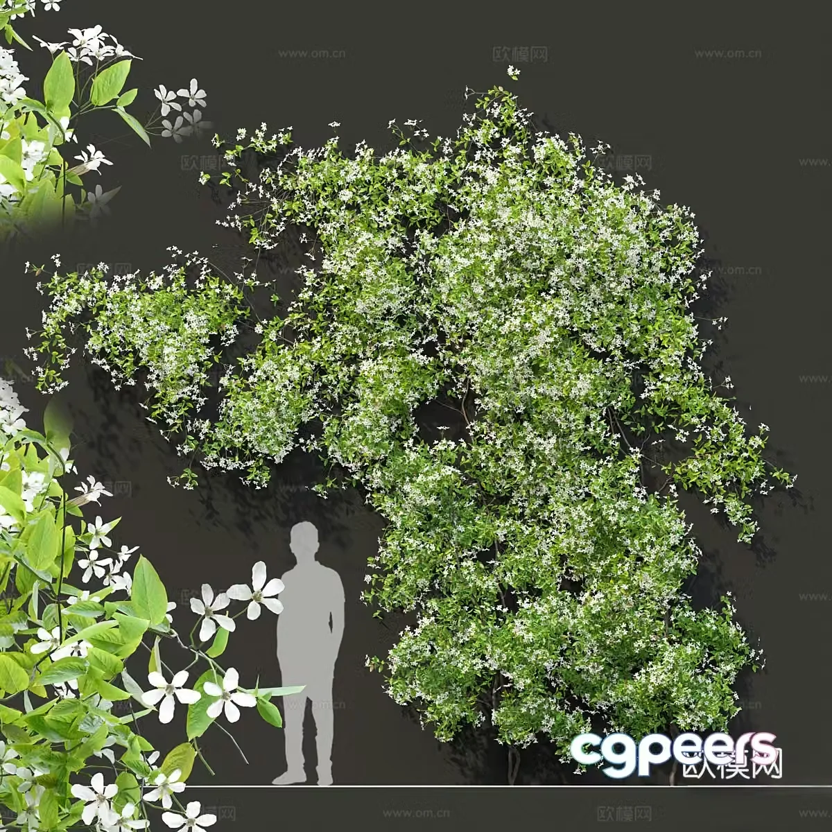 3D model of arbor