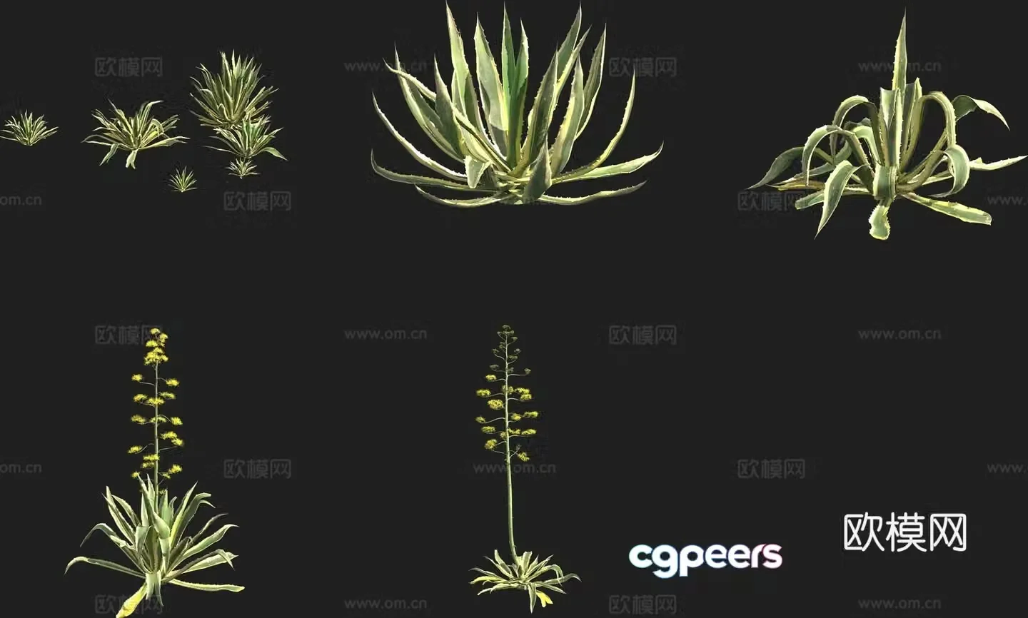 Agave longus shrub succulent 3d model