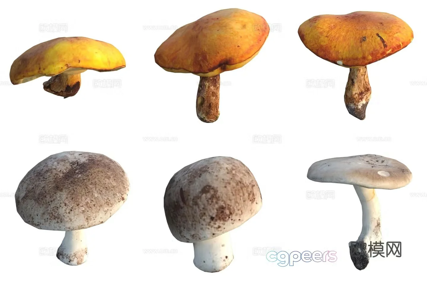 Mushroom fungi 3D model