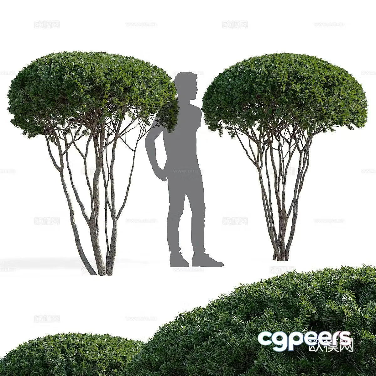 Yew 3d model