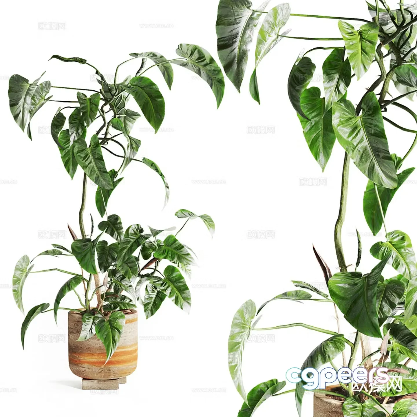 Modern plant potted bonsai 3d model