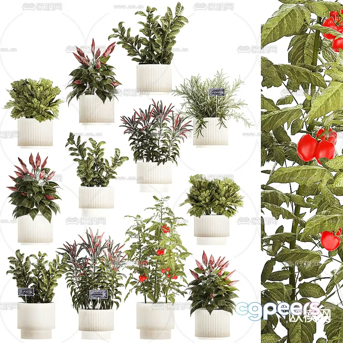 Vegetable potted bonsai 3d model