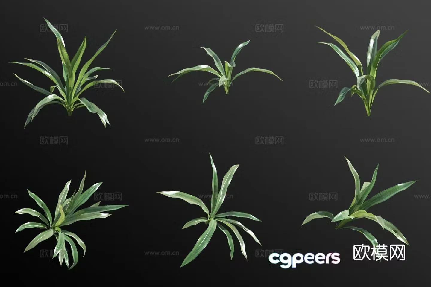 Dieffenbachia flower 3d model