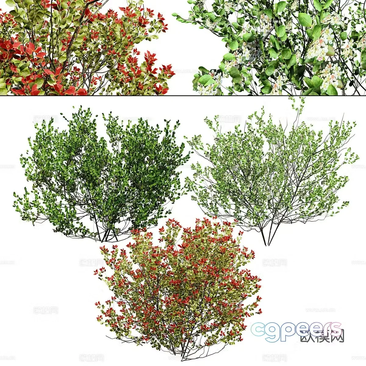 Shrub Wild Cherry Berry 3D Model