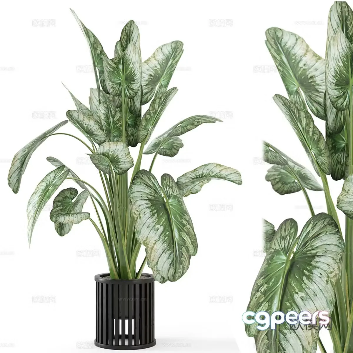 Plant potted 3D model
