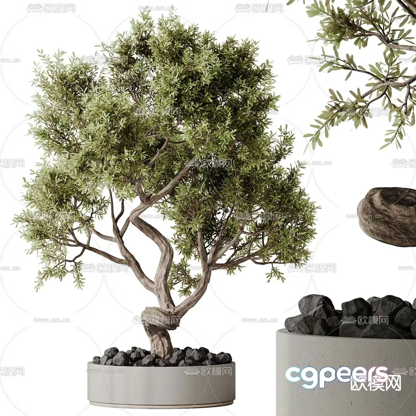 Potted plants Bonsai Green plants 3D model