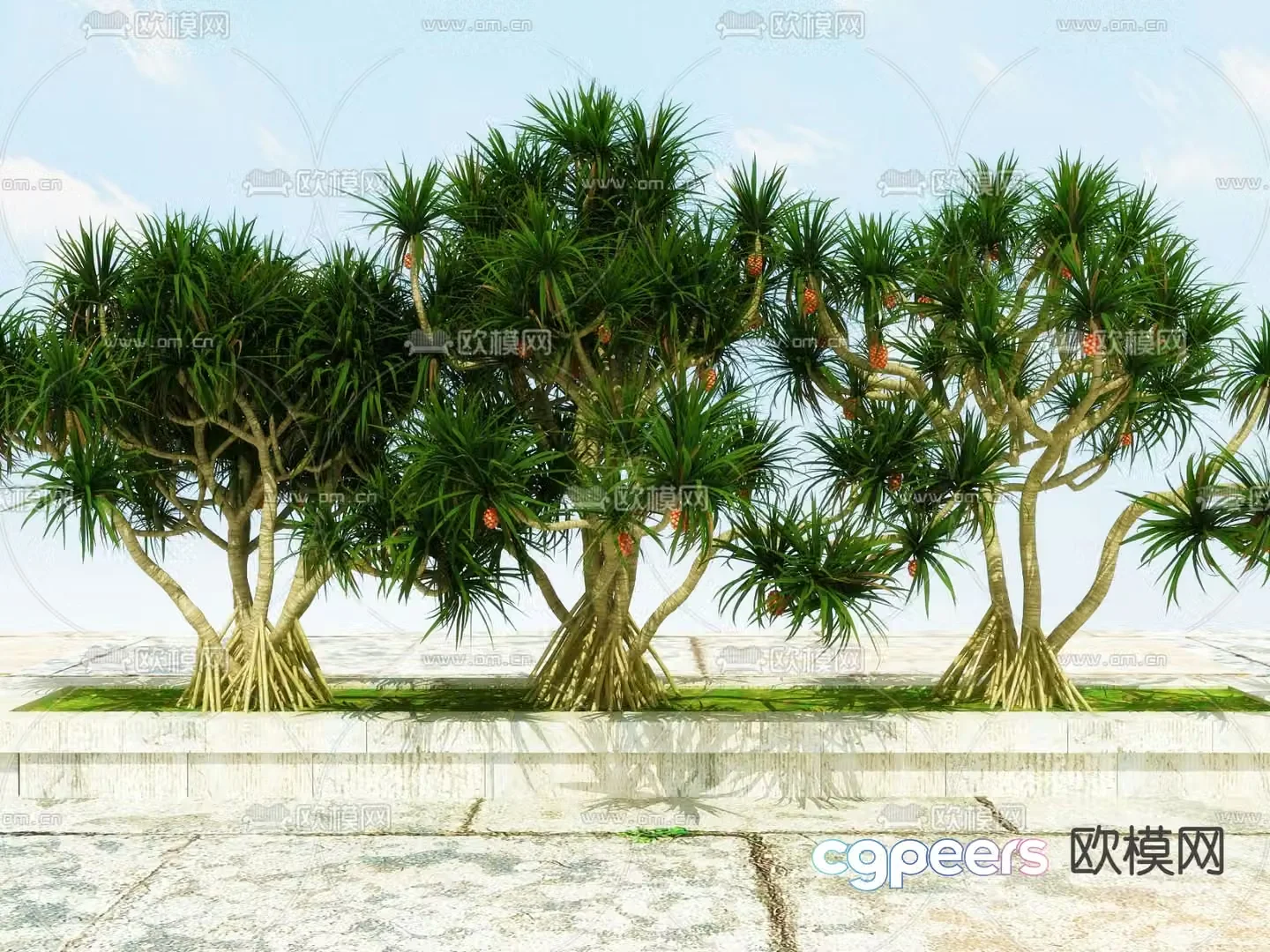 Plant tree Fruit tree Pineapple tree 3d model