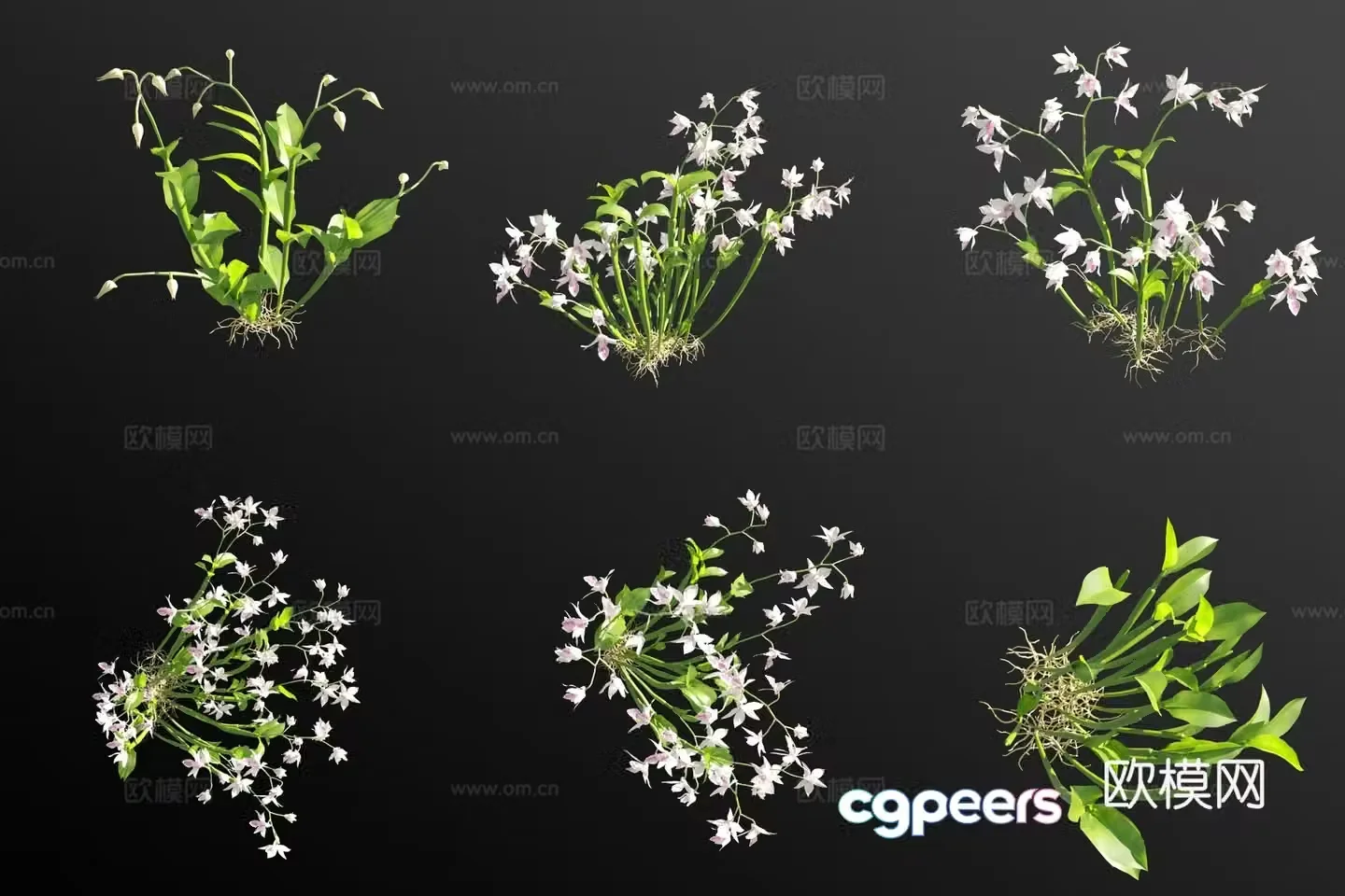 White dendrobium orchid grass 3d model
