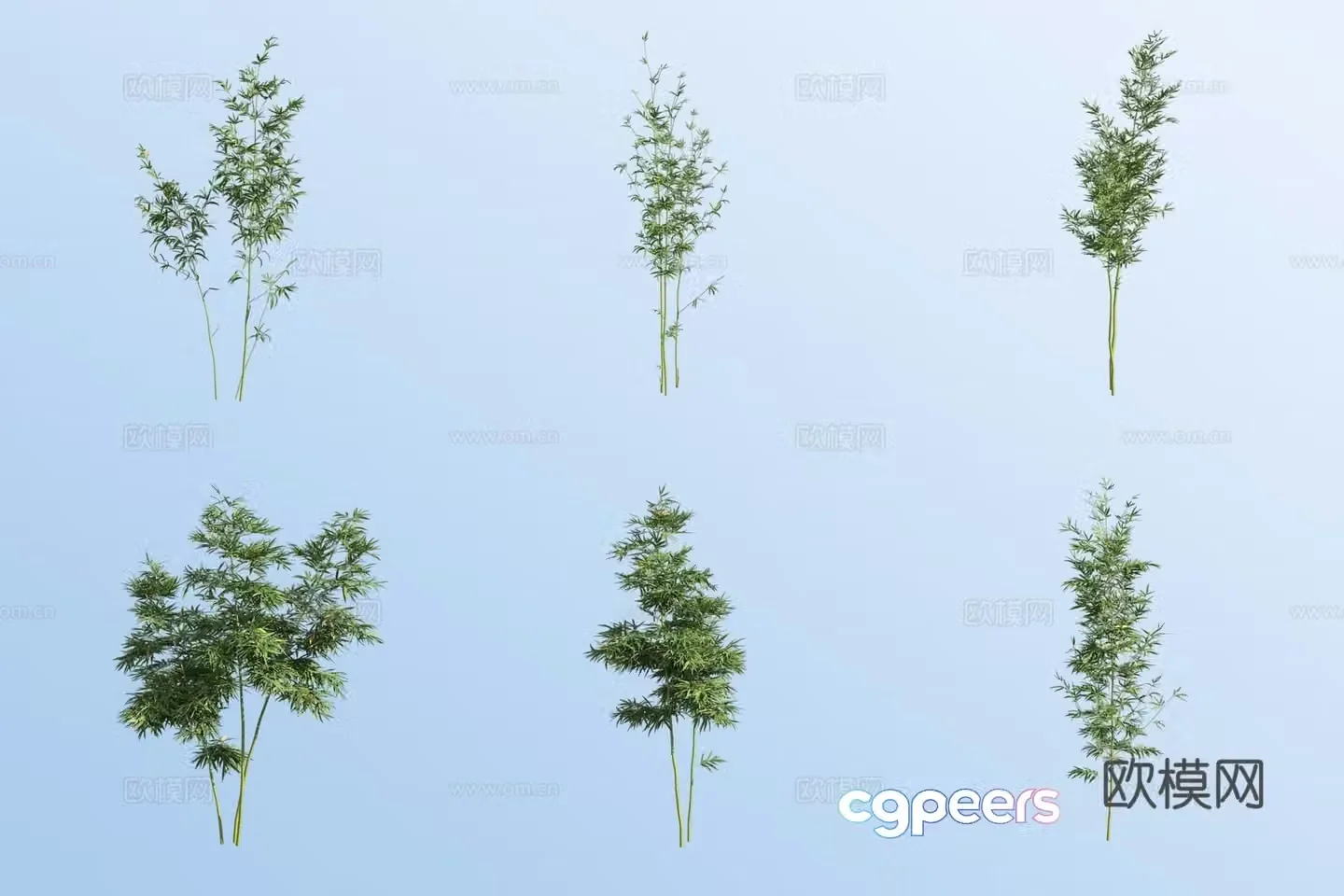 Xiaoqin silk bamboo 3D model