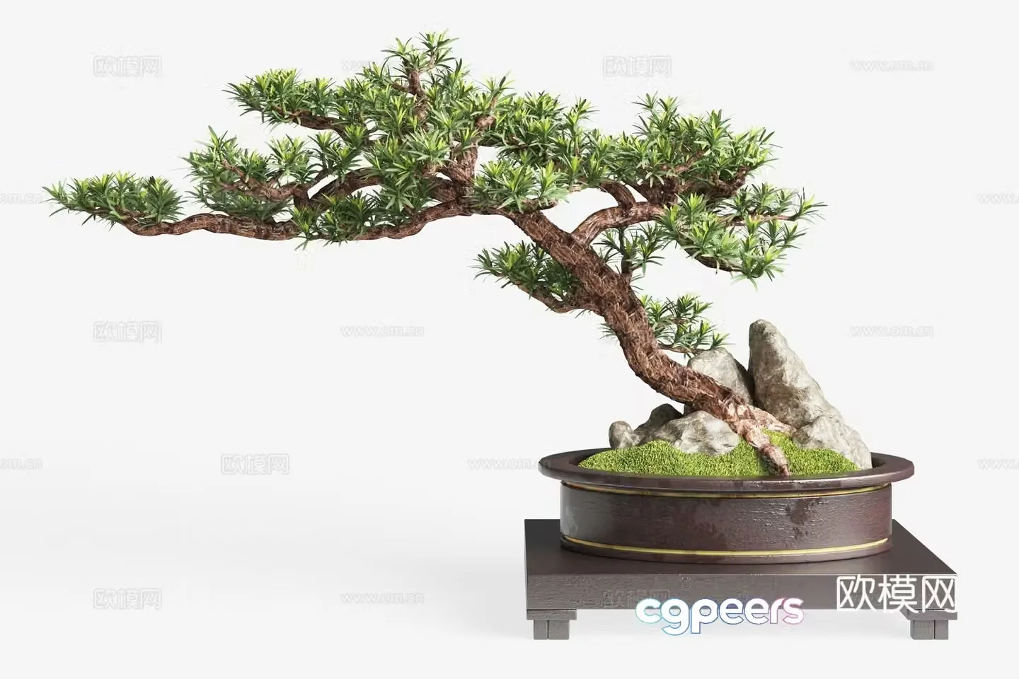 New Chinese potted plants pine bonsai 3d model