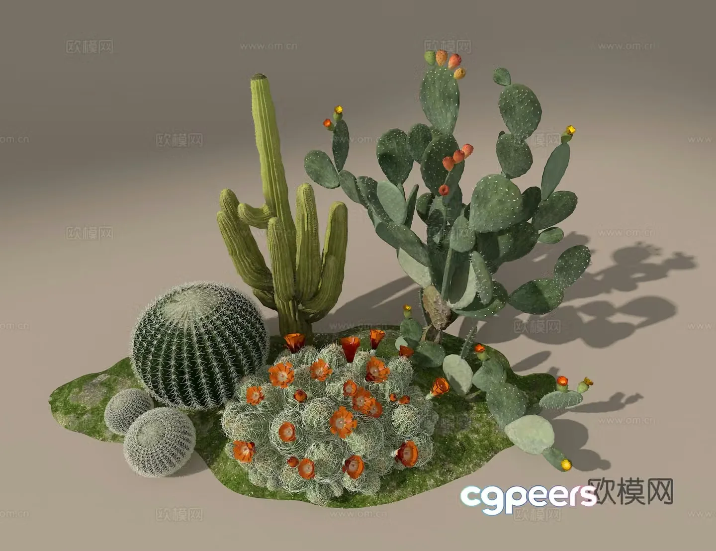 Cactus 3d model